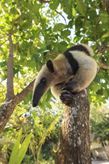 Anteater (Myrmecophaga tridactyla) at rehab center and forest preserve on Mango Key Anteater (Myrmecophaga tridactyla) at rehab center and forest preserve on Mango Key