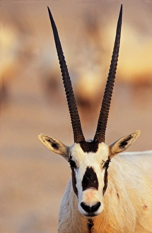 Arabian Oryx (Oryx leucoryx) on Sir Bani Yas Island, United Arab Emirates, April Arabian Oryx (Oryx leucoryx) on Sir Bani Yas Island, United Arab Emirates, April