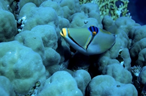 Arabian Picasso triggerfish, Rhinecanthus assasi, Panorama Reef (Abu Alama), Red Sea Arabian Picasso triggerfish, Rhinecanthus assasi, Panorama Reef (Abu Alama), Red Sea