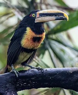 Tropical Rainforest Wildlife Images Prints: Aracari in the Cloud Forest has a huge bill