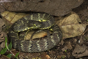 Arboreal Viper (Bothriopsis pulchra) 1000 - 2000m eastern Andes, ECUADOR. Vivarium ID # 3673 Arboreal Viper (Bothriopsis pulchra) 1000 - 2000m eastern Andes, ECUADOR. Vivarium ID # 3673