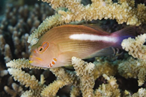 Arc-eye Hawkfish (Paracirrhites arcatus), Rainbow Reef, Fiji. South Pacific Arc-eye Hawkfish (Paracirrhites arcatus), Rainbow Reef, Fiji. South Pacific