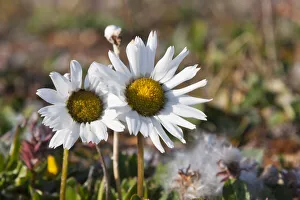 Arctic Chrysanthemum (Chrysanthemum arcticum), Cape Onman, Chukchi Sea, Russia Far East Arctic Chrysanthemum (Chrysanthemum arcticum), Cape Onman, Chukchi Sea, Russia Far East