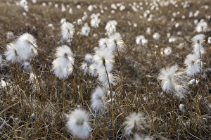 Arctic Cotton Grass Bredefjord North East Greenland National Park Greenland Arctic Cotton Grass Bredefjord North East Greenland National Park Greenland