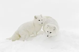 Arctic fox in winter coat on snow, Vulpes lagopus, controlled situation Arctic fox in winter coat on snow, Vulpes lagopus, controlled situation