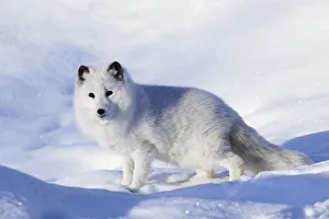 Arctic fox in winter, Vulpes lagopus, controlled situation Arctic fox in winter, Vulpes lagopus, controlled situation