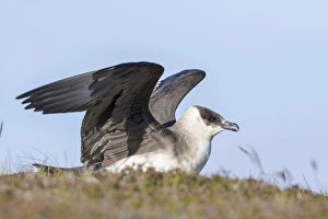 Arctic Skua or Parasitic Jaeger or parasitic skua (Stercorarius parasiticus) Europe Arctic Skua or Parasitic Jaeger or parasitic skua (Stercorarius parasiticus) Europe