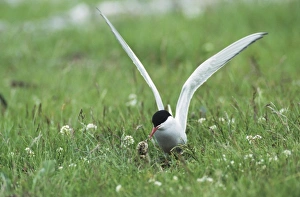 Arctic Tern Norway Prints: Arctic Tern, Sterna paradisaea, adult on nest feeding young, Nesseby, Norway