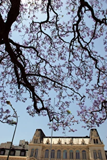 Argentina, Buenos Aires, Barrio Norte, Rodriguez Pena, Jacarandas trees bloom in Argentina, Buenos Aires, Barrio Norte, Rodriguez Pena, Jacarandas trees bloom in
