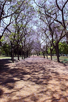 Argentina, Buenos Aires, Palermo, Parque 3 de Febrero, Jacarandas trees bloom in Argentina, Buenos Aires, Palermo, Parque 3 de Febrero, Jacarandas trees bloom in