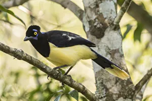 Argentina, Iguazu Falls National Park. Plush-crested jay in tree Argentina, Iguazu Falls National Park. Plush-crested jay in tree