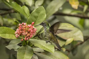 Argentina, Puerto Iguazu, Jardin de los Picaflores. Versicolored emerald hummingbird Argentina, Puerto Iguazu, Jardin de los Picaflores. Versicolored emerald hummingbird