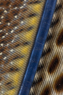 Argus Pheasant Wing Feather Print with Spot Patterns