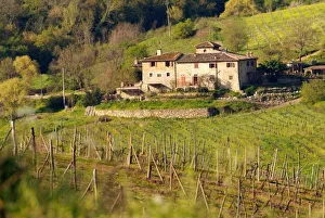 Aschuito Farm Print - Chianti Region, Tuscany Italy