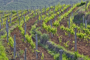 China Treaty Port Vineyards Print