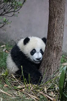Asia, China, Sichuan Province, Chengdu, Chengdu Research Base of Giant Panda Breeding Asia, China, Sichuan Province, Chengdu, Chengdu Research Base of Giant Panda Breeding