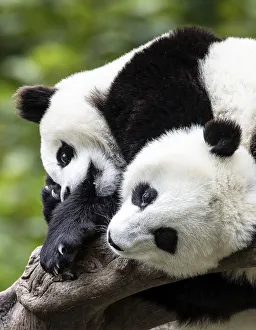 Asia, China, Wolong, Giant Panda, Part of the UNESCO Man and Biosphere Reserve Network Asia, China, Wolong, Giant Panda, Part of the UNESCO Man and Biosphere Reserve Network