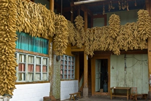 Asia, China, Yunnan Province, Shiping. Clusters of dried corn hangs in couryard of Asia, China, Yunnan Province, Shiping. Clusters of dried corn hangs in couryard of