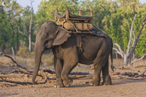 Asia. India. Asian elephant (Elephas maximus) used in safari tourism at Bandhavgarh Asia. India. Asian elephant (Elephas maximus) used in safari tourism at Bandhavgarh