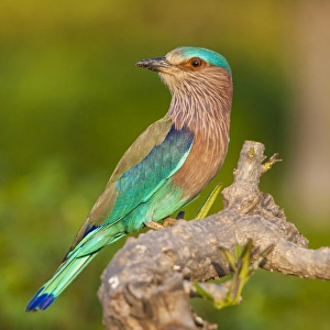 Asia. India. Indian Roller (Coracias benghalensis) at Bandhavgarh Tiger Reserve Asia. India. Indian Roller (Coracias benghalensis) at Bandhavgarh Tiger Reserve