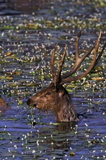 Asia, India, Khana National Park. Barasingha (Cervus duvanceli) Asia, India, Khana National Park. Barasingha (Cervus duvanceli)