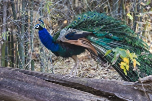 Asia. India. Peacock (Pavo cristatus) on display at Bandahavgarh Tiger Reserve Asia. India. Peacock (Pavo cristatus) on display at Bandahavgarh Tiger Reserve