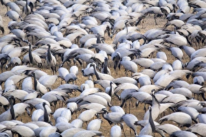 Asia, India, Rajasthan, Khichan village, Demoiselle cranes Asia, India, Rajasthan, Khichan village, Demoiselle cranes