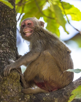 Asia. India. Rhesus macaque (Macaca mulatta) at Bandhavgarh Tiger Reserve Asia. India. Rhesus macaque (Macaca mulatta) at Bandhavgarh Tiger Reserve