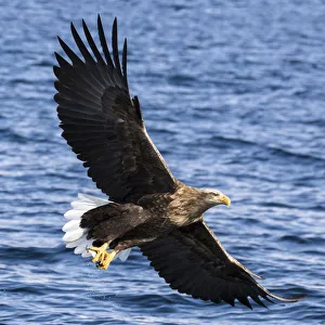 Asia, Japan, Rausu, Stellar Eagle with Fish in Talons Asia, Japan, Rausu, Stellar Eagle with Fish in Talons