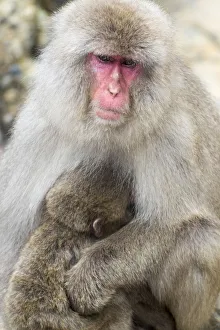 Asia, Japan, Yamanouchi, Jigokudani Monkey Park, Monkey Nursing Her Young Asia, Japan, Yamanouchi, Jigokudani Monkey Park, Monkey Nursing Her Young