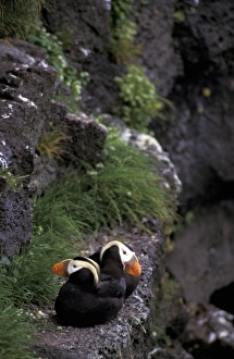 Asia, Pribilof Islands, St. Paul. Tufted Puffin (Fratercula cirrhata) Asia, Pribilof Islands, St. Paul. Tufted Puffin (Fratercula cirrhata)