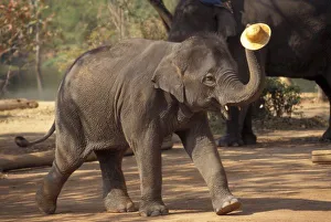 Asia, Thailand, Lampang Bowing with hat - Thai Elephant Conservation Center Asia, Thailand, Lampang Bowing with hat - Thai Elephant Conservation Center