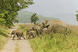 Asian Elephant family crossing the jungle track. Corbett National Park, India Asian Elephant family crossing the jungle track. Corbett National Park, India
