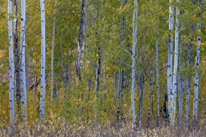 Aspen in autumn. Grand Teton National Park. Wyoming Aspen in autumn. Grand Teton National Park. Wyoming