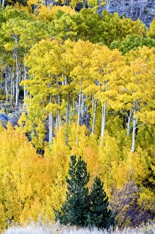 Aspen Fall foliage, Eastern Sierra foothills, California, US Aspen Fall foliage, Eastern Sierra foothills, California, US