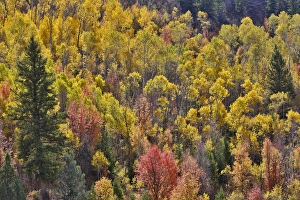 Aspen Groves in Wasatch Mountains near Logan Pass, Utah Aspen Groves in Wasatch Mountains near Logan Pass, Utah