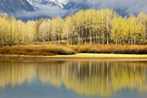 Grand Teton Scenic Views Prints: Aspen stand and reflection in early spring, Grand Teton National Park, Wyoming
