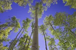Images Dated 24th September 2006: Aspen trees in fallcolor, Uncompahgre National Forest, Rocky Mountains, Colorado, USA