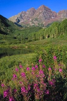 Aspens and fireweed with Maroon Bells in background and Maroon Lake in the foreground Aspens and fireweed with Maroon Bells in background and Maroon Lake in the foreground