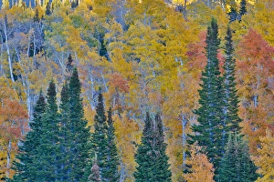 Aspens multi colored in autumn Wasatch Mountains and Hightway 39 east of Ogden, Utah Aspens multi colored in autumn Wasatch Mountains and Hightway 39 east of Ogden, Utah
