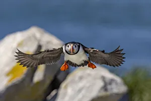 Atlantic Puffins in flight on Machias Seal island, Maine, USA Atlantic Puffins in flight on Machias Seal island, Maine, USA