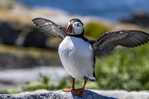 Atlantic Puffins on Machias Seal island, Maine, USA Atlantic Puffins on Machias Seal island, Maine, USA