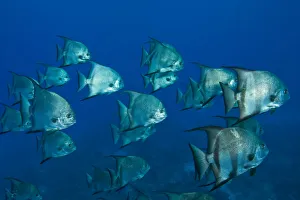 Atlantic Spadefish (Chaetodterus faber) Hol Chan Marine Park, Ambergris Caye, Belize Atlantic Spadefish (Chaetodterus faber) Hol Chan Marine Park, Ambergris Caye, Belize