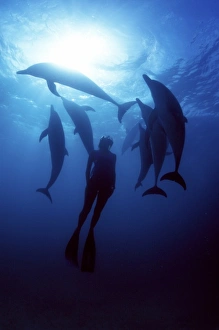 Atlantic spotted dolphins. Bimini, Bahamas. (MR) Atlantic spotted dolphins. Bimini, Bahamas. (MR)