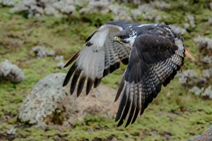 Augur buzzard (Buteo augur) in Flight. Bale Mountains National Park. Ethiopia Augur buzzard (Buteo augur) in Flight. Bale Mountains National Park. Ethiopia
