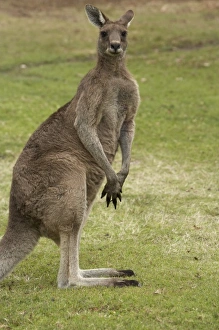Related Image Prints: Australia Kangaroo Print, Trial Bay, New South Wales