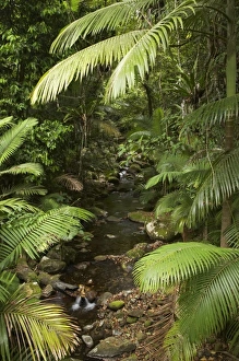Australia Stream and Palms Print