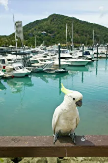 Australia, Queensland, Whitsunday Coast, Hamilton Island. Sulphur Crested Cockatoo Australia, Queensland, Whitsunday Coast, Hamilton Island. Sulphur Crested Cockatoo