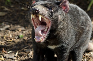 Australia, South Australia, Adelaide. Cleland Wildlife Park Australia, South Australia, Adelaide. Cleland Wildlife Park