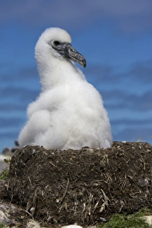 Australia, Tasmania, Bass Strait. Shy albatross chick on nest Australia, Tasmania, Bass Strait. Shy albatross chick on nest